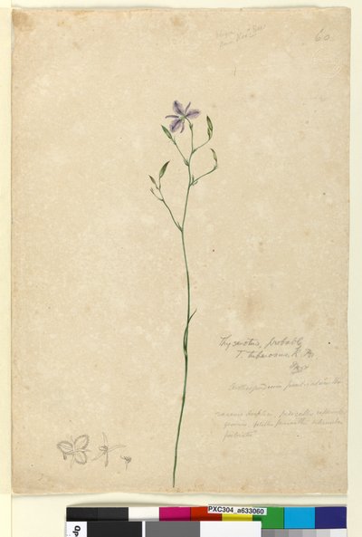Page 60. Thysanotus tuberosus by John William Lewin